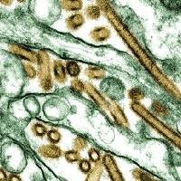 Tidak Ada Jual Beli Virus