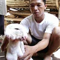 Kambing Berkepala Dua Gegerkan Warga Lumajang
