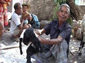 Warga Kembali Digegerkan Kambing Berkaki Delapan