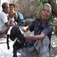 Kambing Berkaki Delapan Pertanda akan Turun Hujan