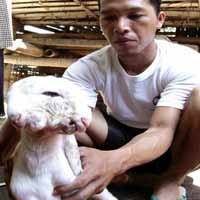 Jadi Tontonan, Kambing Kepala Dua Bertahan Hidup