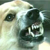 Pertolongan Pertama Jika Digigit Hewan Rabies