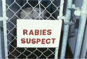 Kapan Indonesia Bebas Rabies? 