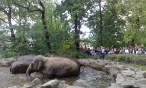 Kebon Binatang Berlin dan Hewan Selebriti 