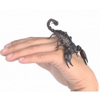 Pengobatan Seram yang Bisa Jadi Mujarab