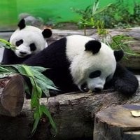 Pakar Seks China Akan Bantu Panda Taiwan Berkembang Biak