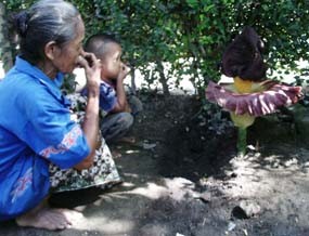 Bunga Bangkai Mekar di Lumajang, Warga Mengaku Mual dan Pusing