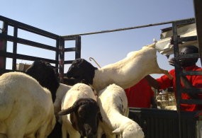 Pemotongan Hewan untuk Bayar Denda Jamaah Calhaj Meningkat 