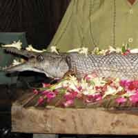 Penemu Ikan Berkepala Buaya Mimpi dan Kesurupan