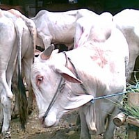 Hindari Penyakit Ngorok, 1.100 Ekor Sapi Divaksin SE