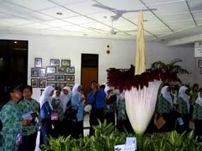 Bunga Bangkai Raksasa di Mekarsari