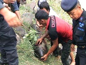 Pemulung Temukan Bom Peninggalan Perang Dunia kedua