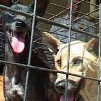 Polsek KP3 Tanjungwangi Amankan 50 Anjing Diduga Rabies