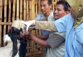 Masyarakat Diminta Waspadai 3 Penyakit Menular Pada Kambing