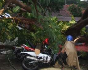 Pohon Tumbang Timpa Puluhan Sepeda Motor di Yogyakarta