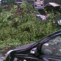 Pohon Tumbang di Depan Sate Pancoran