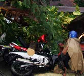 Pohon Tumbang Timpa Motor