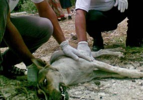 Gubernur Bali Ancam Laporkan ke Polisi