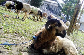 Tips Memilih Hewan Kurban yang Sehat