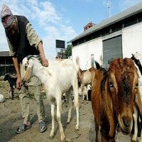 Ribuan Umat Hindu Siap Ikuti Upacara Penyembelihan 300 Ribu Hewan