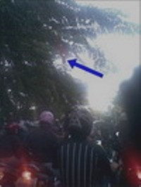 Lampu Lalu Lintas Jl P Antasari Jakarta Terhalang Ranting Pohon 