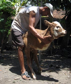 Sapi Mirip Kanguru Lahir di Banyuwangi