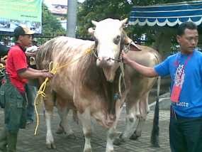 BHD Serahkan 4 Ekor Sapi, Susno Sumbang 1 Ekor