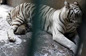 Video Harimau Putih Makan Manusia Gegerkan Warga Bogor Video Harimau Putih Makan Manusia Gegerkan Warga Bogor