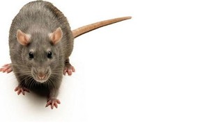 Demam Gigitan Tikus