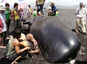 Paus Terdampar di Pantai Bambang Lumajang 
