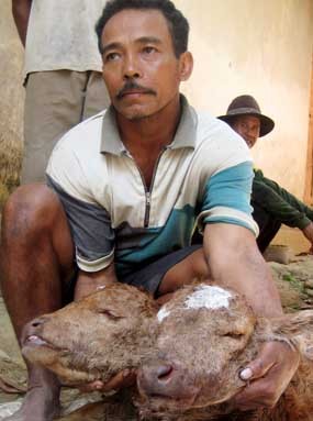 Sapi Berkepala Dua Gegerkan Banyuwangi