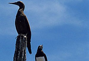 Cantik dan Awet Muda dengan Kotoran Burung
