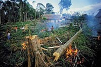 Google Kawal Perang Lawan Penggundul Hutan