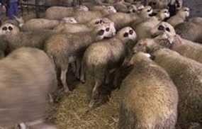 Jadikan Domba Sebagai Hadiah, Klub Gulat Dituntut ke Pengadilan