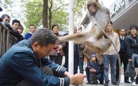 Waahh! Monyet-monyet Taekwondo Hajar Pelatih
