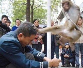 Waahh! Monyet-monyet Taekwondo Hajar Pelatih