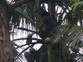 Usai Gorok Istri, Sukirno Panjat Pohon Kelapa