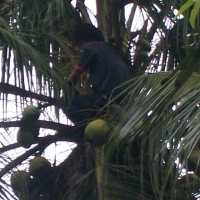 Tersangka Akhirnya Turun dari Pohon Kelapa
