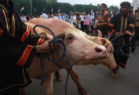 Ribuan Orang Ikuti Kirab Kerbau di Solo