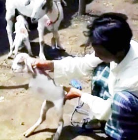 Warga Pamekasan Dihebohkan Kambing Berkaki Dua