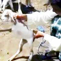 Warga Pamekasan Dihebohkan Kambing Berkaki Dua
