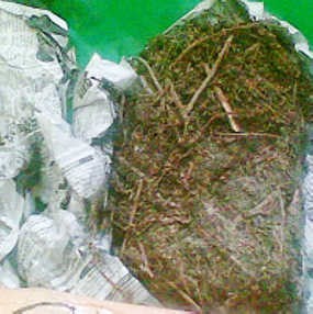 Coba Kelabui Polisi, Pengedar Simpan Ganja Dalam Jerigen Oli