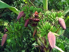 Pisang Bertandan 7 Gegerkan Warga Banyuwangi