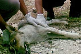 Puluhan Ribu Hewan di Bali Terkena Rabies