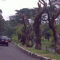 Perawatan, 272 Pohon di Bandung Dipangkas 