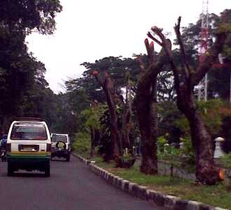 Ratusan Pohon di Bandung Dipangkas