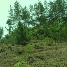 2.400 Pohon Akan Jadi Batas Kota Bandung dan KBB