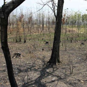 Akhir 2009, Lahan Kritis di Bandung Habis
