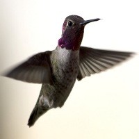 Robot Burung Kolibri Siap Menerobos Reruntuhan 