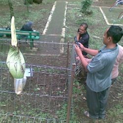 Bunga Bangkai Sedot Perhatian Pengunjung Dago Pakar